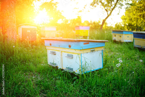 Polish landscape with beehives on ecological field