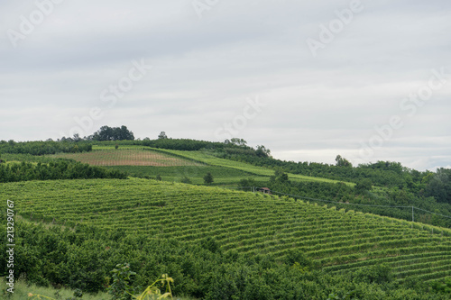 Fototapeta Naklejka Na Ścianę i Meble -  Vineyards in the hills near Monticello d'Alba, Piedmont - Italy