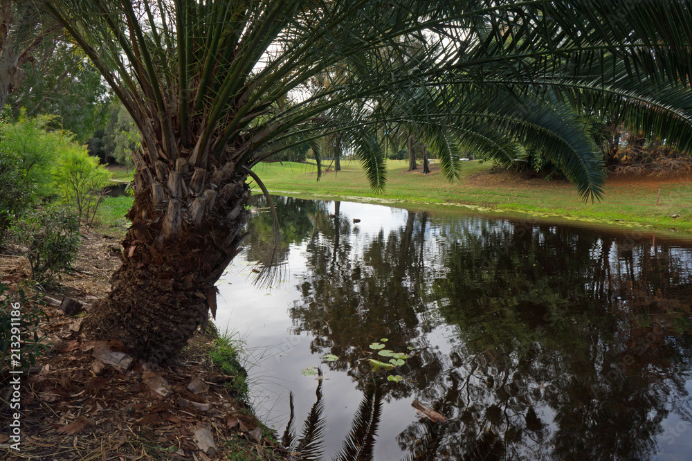Date palm next to river