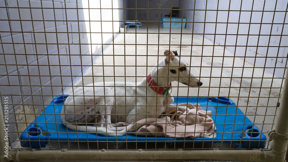 Obraz premium Gray hound dog in cage laying down