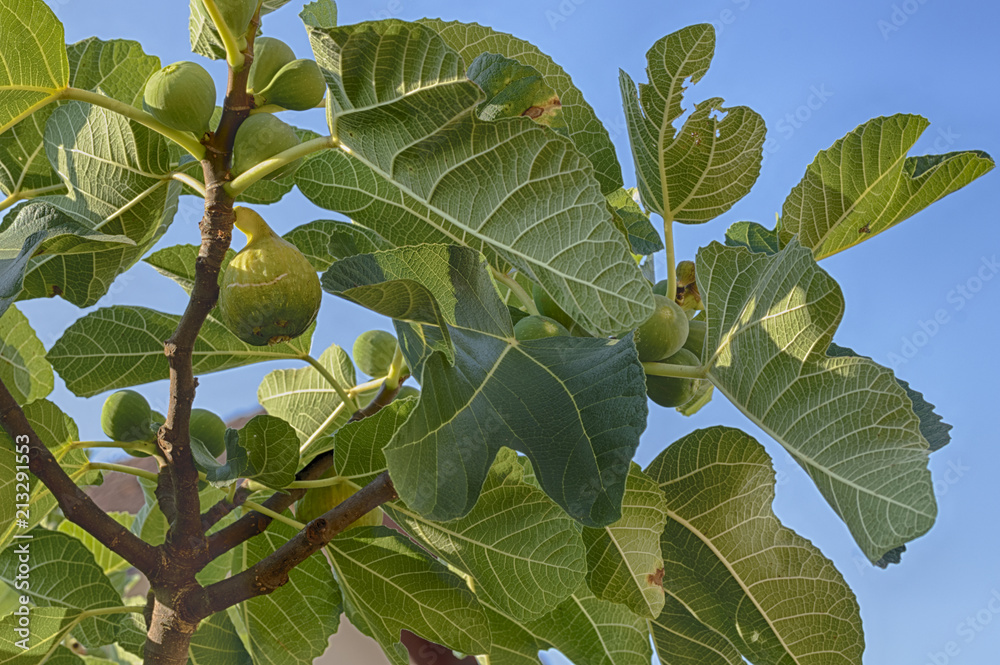 Fototapeta premium Reife feigenfrucht am Baum