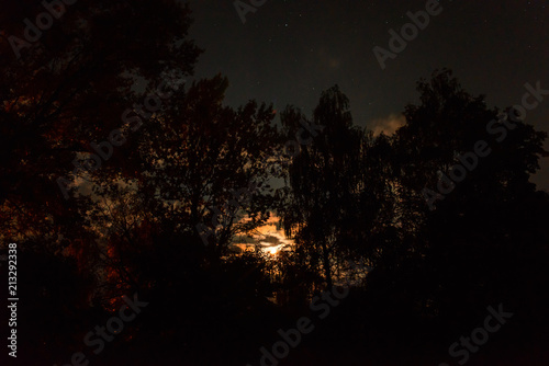 Silhouette of the forest in the night sky