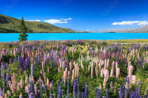Εκτύπωση καμβά Lupins near Lake Pukaki, New Zealand