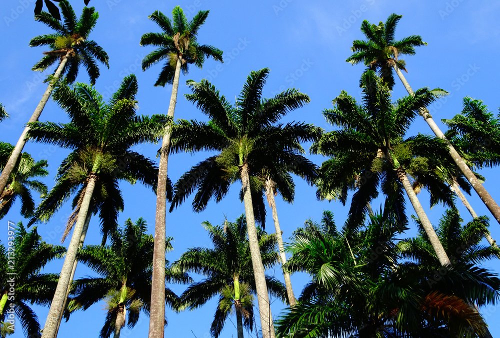 Palm Trees