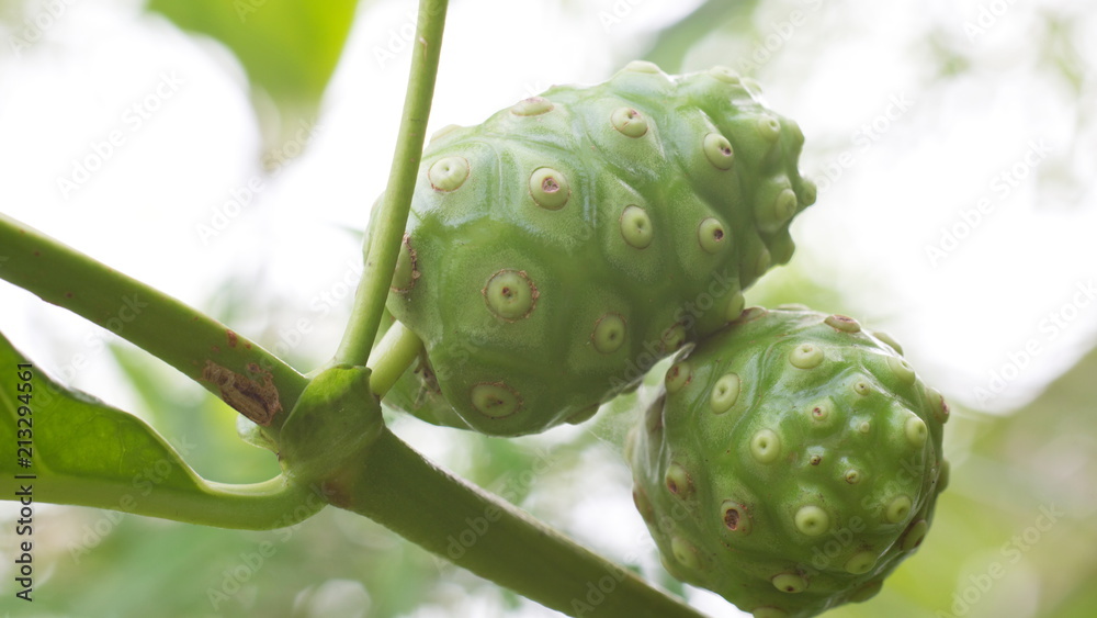 Noni fruit on the tree.