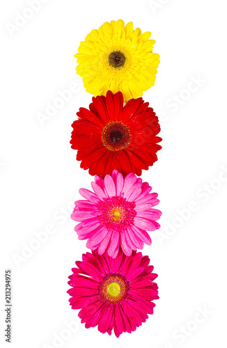 various  gerbera isolated