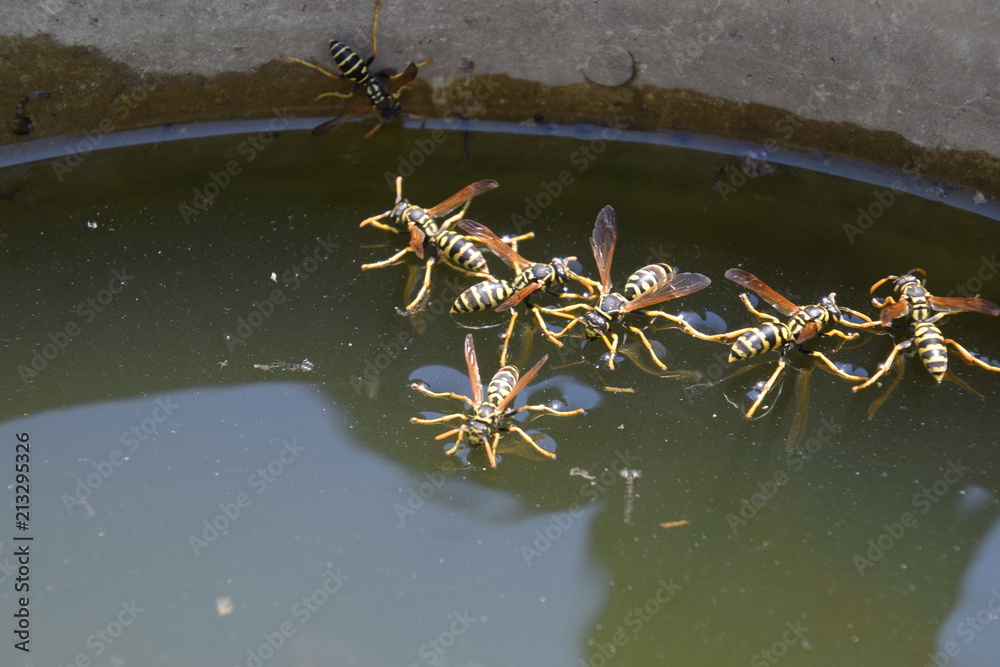 Wasps drink water from the pan, swim on the surface of the water, do