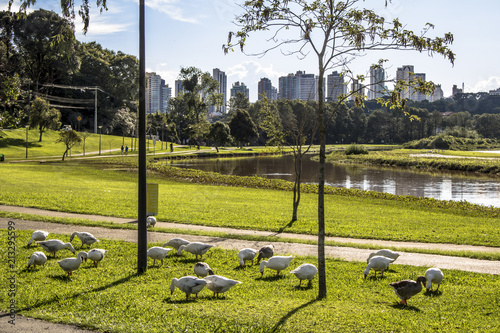 Curitiba, Parana, Brazil, January 31, 2017. Duks on Grass in Barigui Park, Curitiba city photo