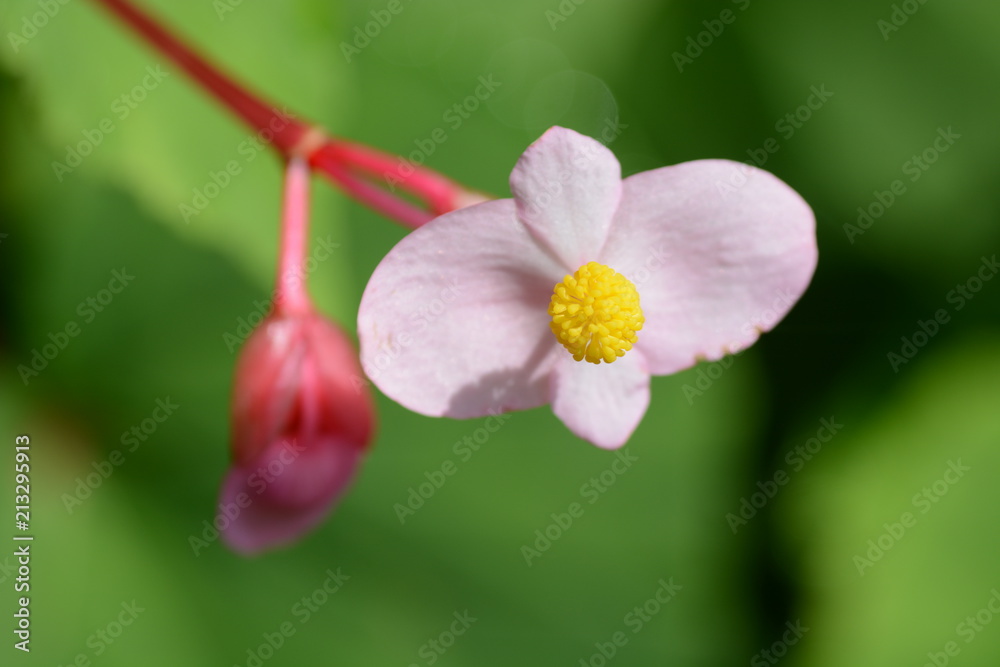 Obraz premium Hardy begonia flowers / summer cute flowers