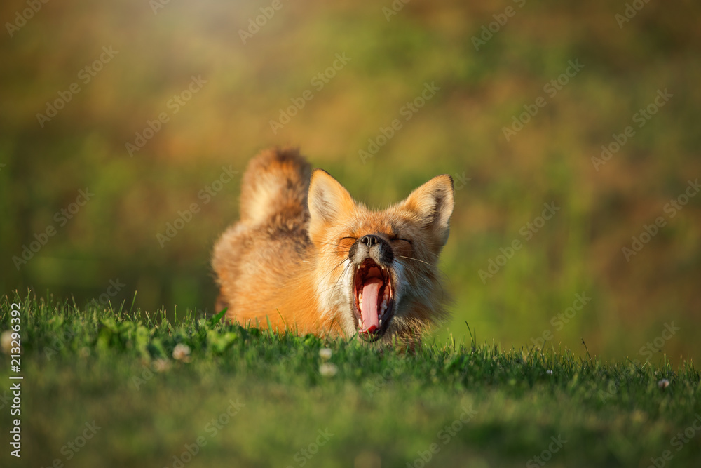 Red fox yawning Red fox yawning