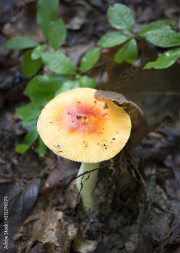 A red and orange capped mushroom grows on the forest floor.