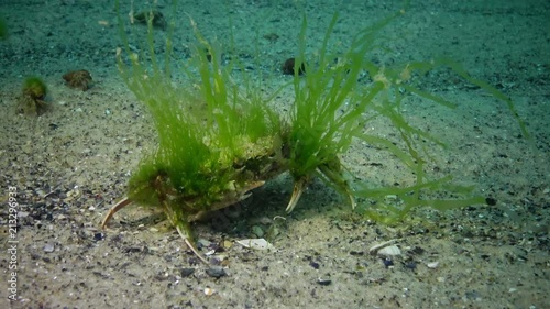 Swimming crab (Macropipus holsatus). he whole crab is covered with green algae. Underwater landscape. Black Sea.  photo