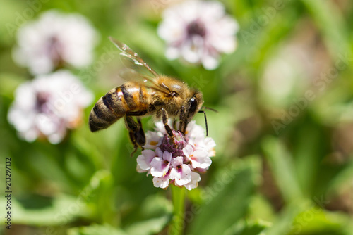 bee on a flower © egemen