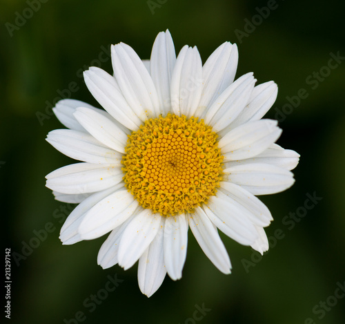 daisy with a blurred background