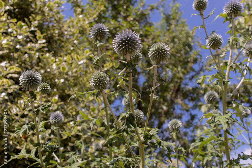 Echinops Bannaticus: Echinops Bannaticus:
