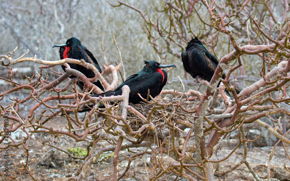 Fototapeta premium Galapagos Island Birds