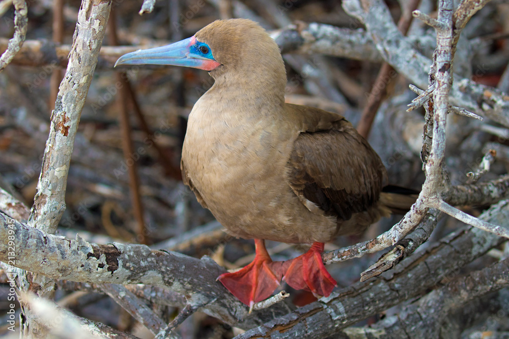 Fototapeta premium Galapagos Island Birds