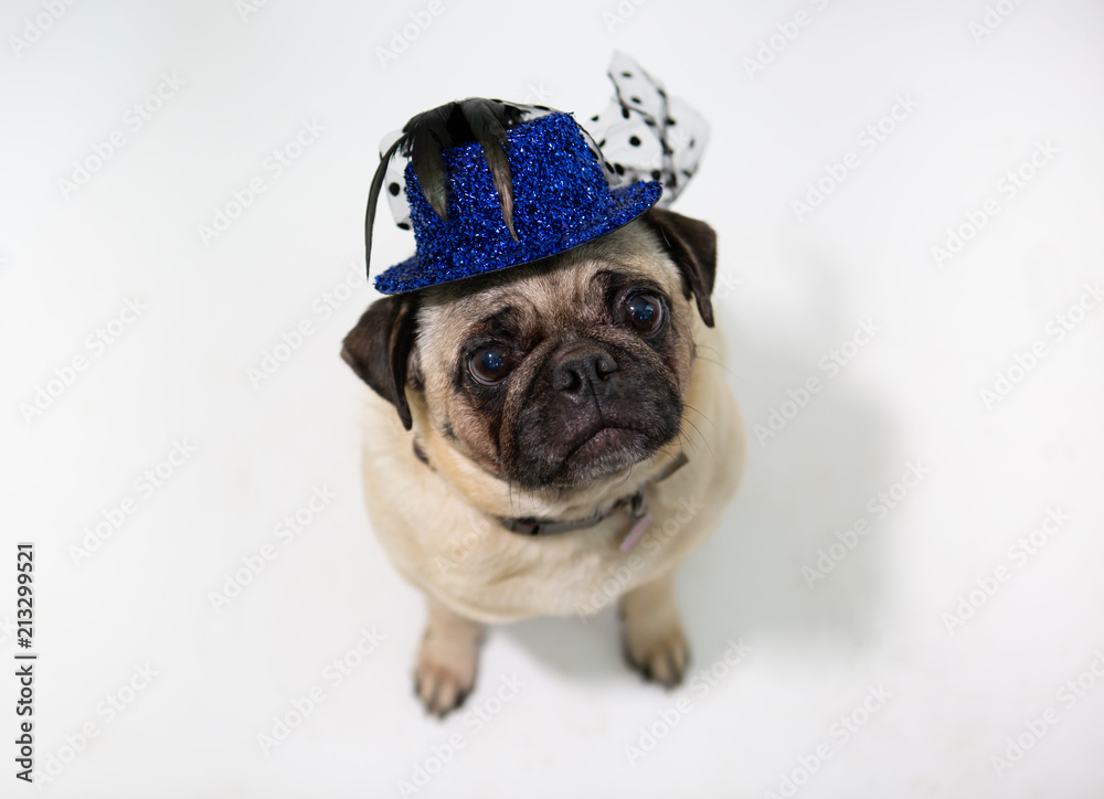 Cute pug dog wearing a blue hat & sitting and looking up and on a white background