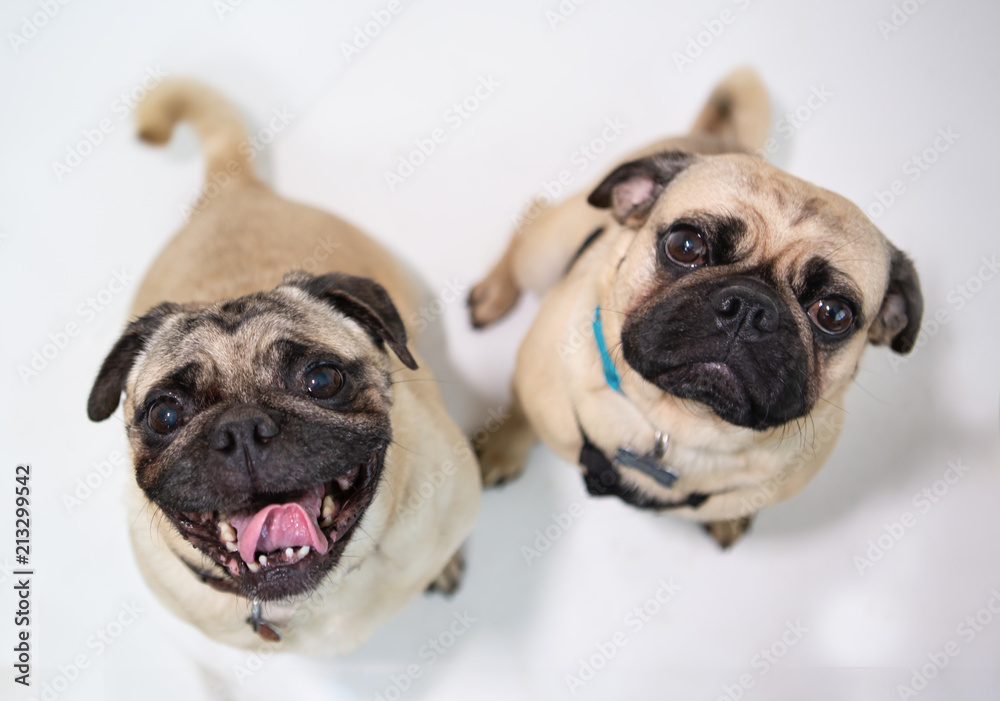 Two Cute pug dogs sitting and looking up and on a white background