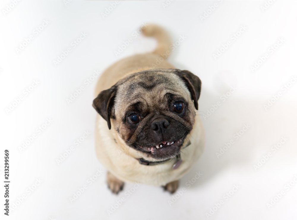 Cute pug dog sitting and looking up and on a white background