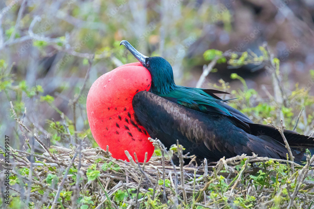 Naklejka premium Galapagos Islands Wildlife