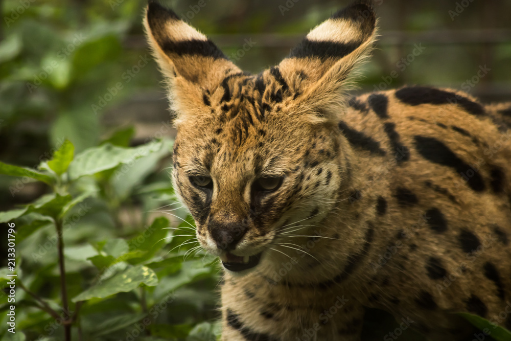 動物園のサーバル