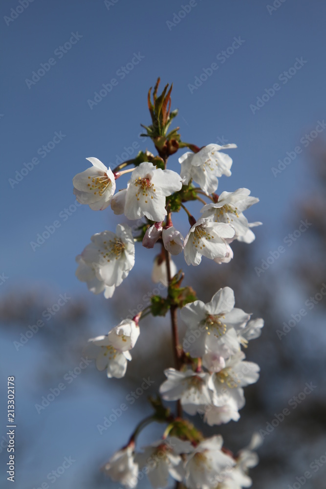 Obraz premium IMG_2972.JPG