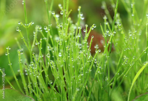 Morning dew drops on horsetail
