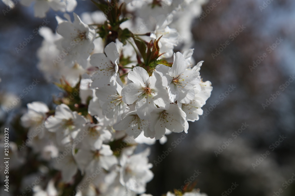 Obraz premium IMG_3017.JPG