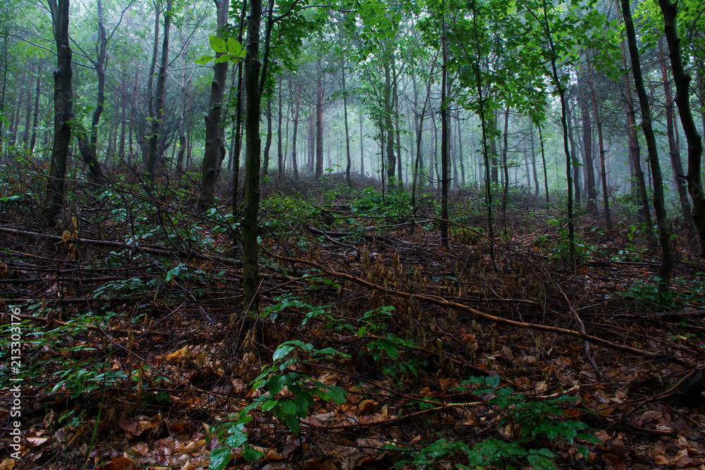 Thick fog in a morning summer. Czech. Thick fog in a morning summer. Czech.