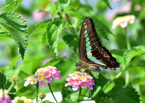 蝶と花（その３）