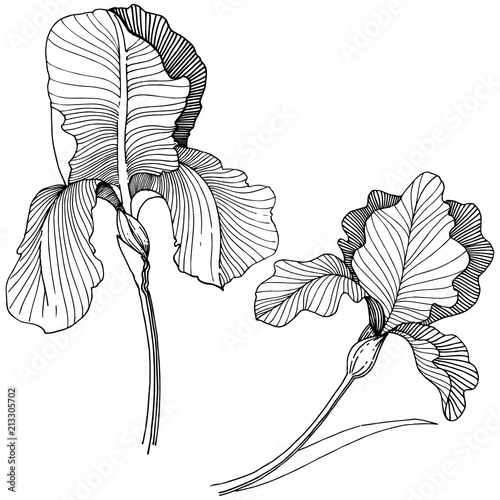 Irises flower in a vector style isolated. Full name of the plant: irises. Vector flower for background, texture, wrapper pattern, frame or border.