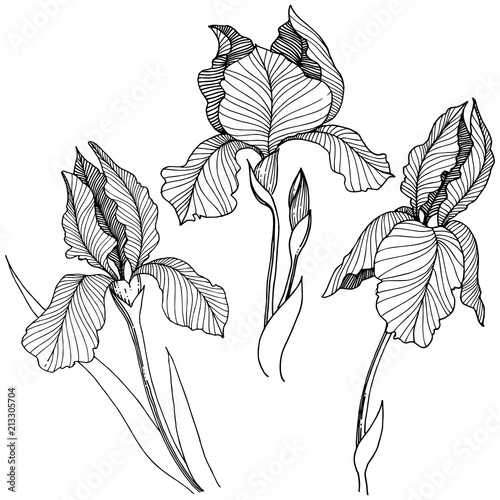Irises flower in a vector style isolated. Full name of the plant: irises. Vector flower for background, texture, wrapper pattern, frame or border.