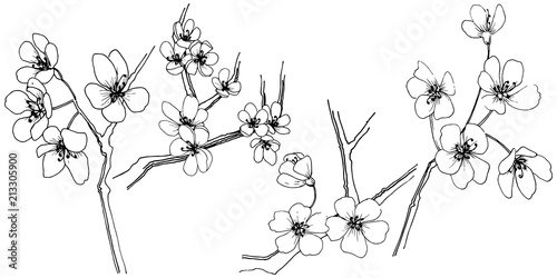Sakura in a vector style isolated. Full name of the plant: sakura. Vector flower for background, texture, wrapper pattern, frame or border.