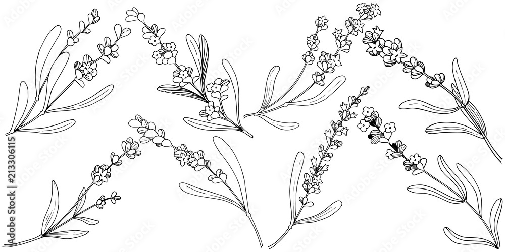 Fototapeta premium Flower lavender in a vector style isolated. Full name of the plant: lavender. Vector flower for background, texture, wrapper pattern, frame or border.