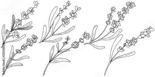 Flower lavender in a vector style isolated. Full name of the plant: lavender. Vector flower for background, texture, wrapper pattern, frame or border.