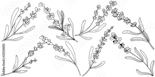 Flower lavender in a vector style isolated. Full name of the plant: lavender. Vector flower for background, texture, wrapper pattern, frame or border.