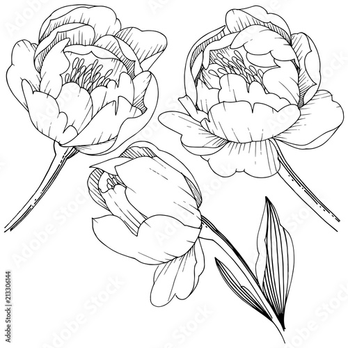 Wildflower peony in a vector style isolated. Full name of the plant: peony. Vector flower for background, texture, wrapper pattern, frame or border.