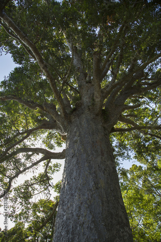New Zealand Tree Trunk