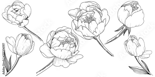 Wildflower peony in a vector style isolated. Full name of the plant: peony. Vector flower for background, texture, wrapper pattern, frame or border.