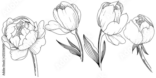 Wildflower peony in a vector style isolated. Full name of the plant: peony. Vector flower for background, texture, wrapper pattern, frame or border.