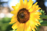 ヒマワリ　Sun Flower