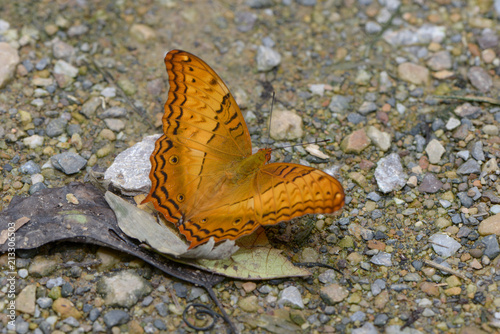 Common Cruiser / Vindula erota, Beautiful Butterfly. photo