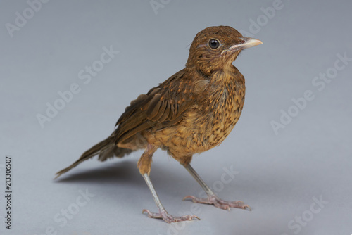 Small brown thrush bird