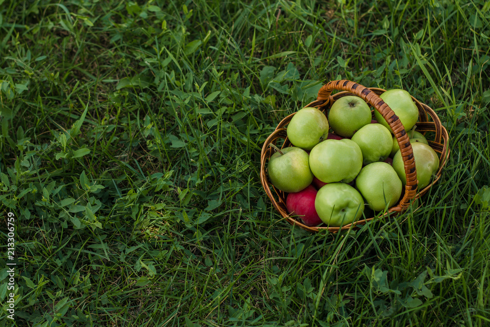 Picking apples in the garden Picking apples in the garden
