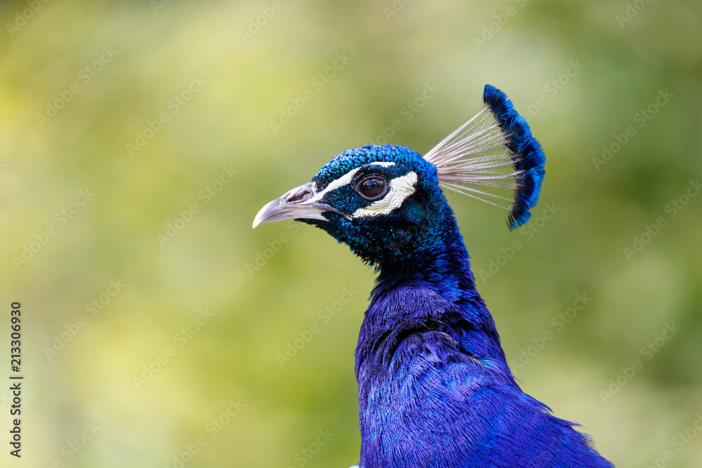 Naklejka premium wild Peacock bird