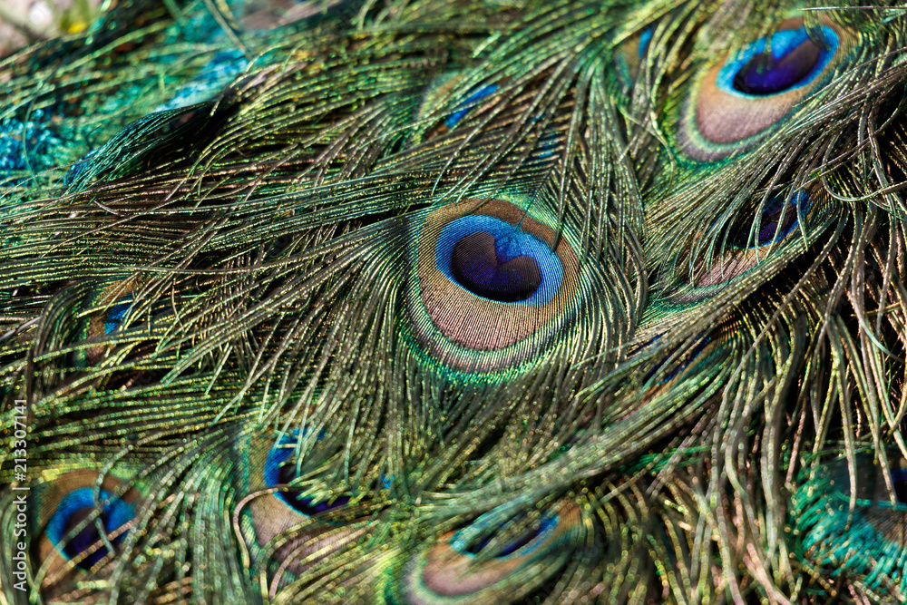 Fototapeta premium colorful Peacock feathers