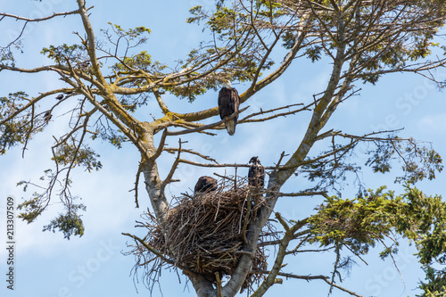 bald eagle and eaglet