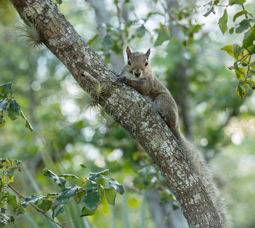 Obraz premium red squirrel has spotted you from the tree top