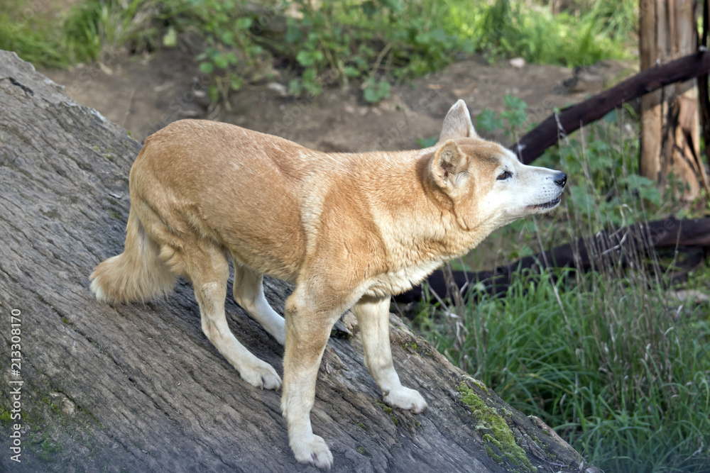 Obraz premium golden dingo